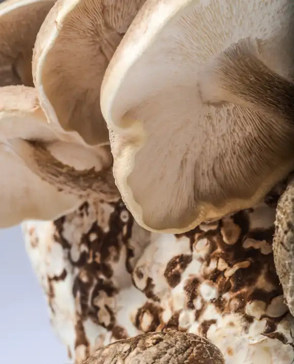 Kit de Culture de Champignons à la Maison