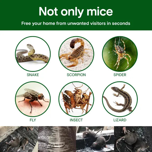 Piège Collant Domestique Anti-Souris et Insectes