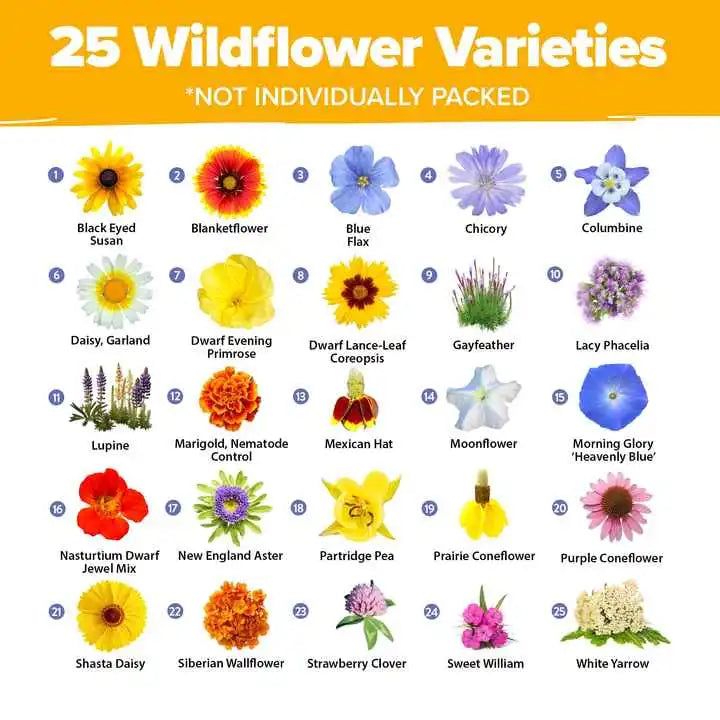 Lot de 25 Graines de Fleurs Sauvages Pures